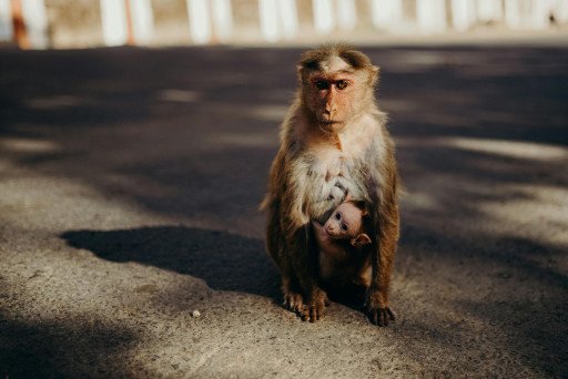 The Fascinating World of Primates: Dressing Up Monkeys in Shirts